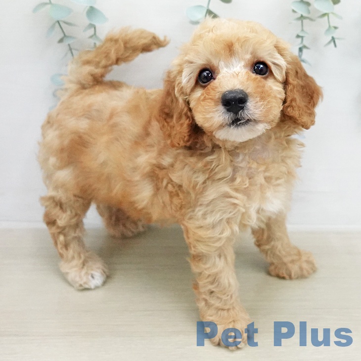 トイ・プードルの写真2