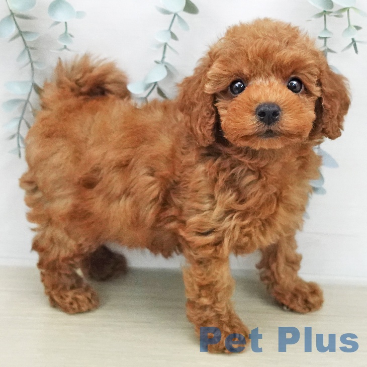 トイ・プードルの写真2