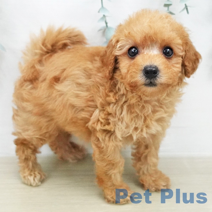 トイ・プードル