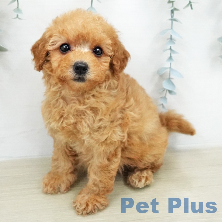 トイ・プードルの写真2