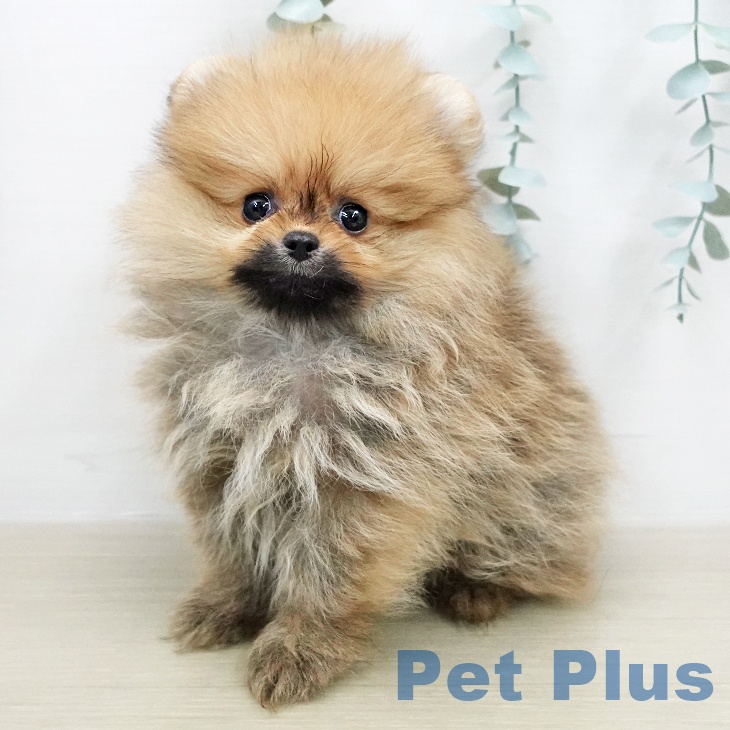 ポメラニアン