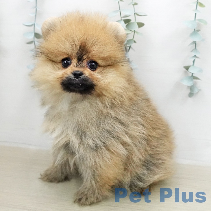 ポメラニアンの写真2