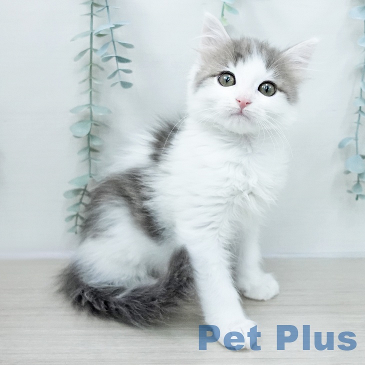 ノルウェージャンフォレストキャット