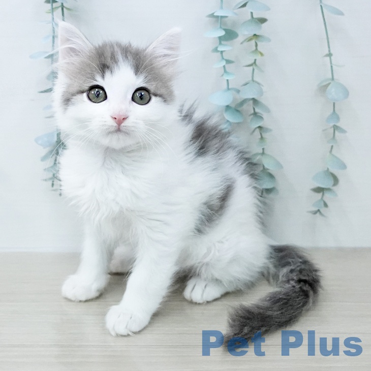 ノルウェージャンフォレストキャットの写真2