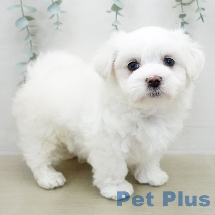 マルチーズの写真2