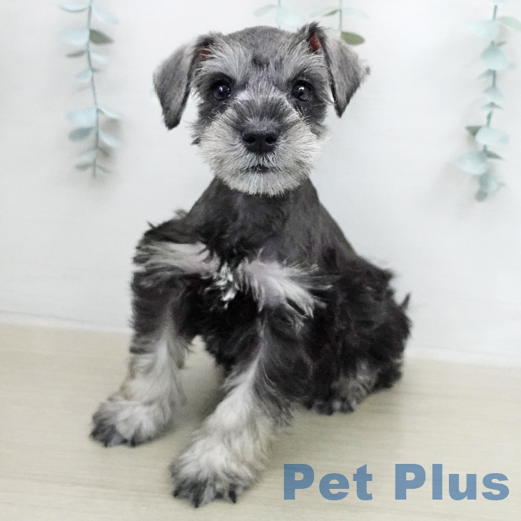 ミニチュア・シュナウザー