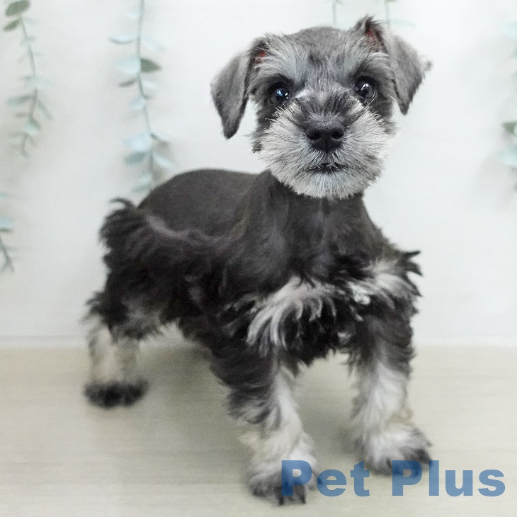 ミニチュア・シュナウザーの写真2