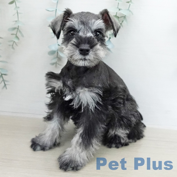 ミニチュア・シュナウザー