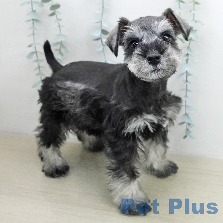 ミニチュア・シュナウザーの写真2