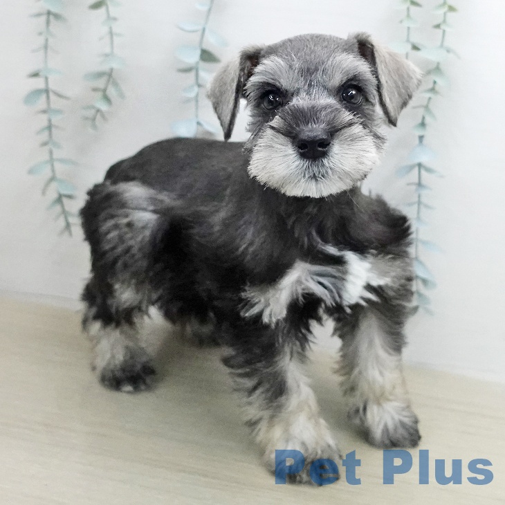 ミニチュア・シュナウザー