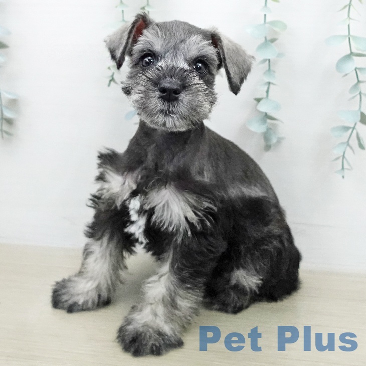 ミニチュア・シュナウザー