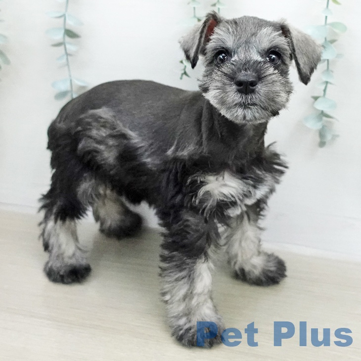 ミニチュア・シュナウザー