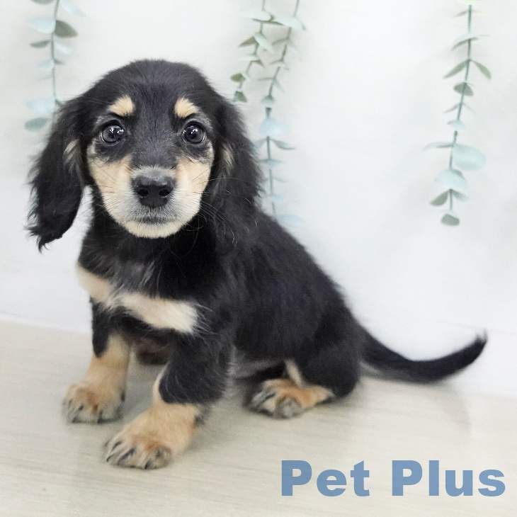 ミニチュア・ダックスフンド