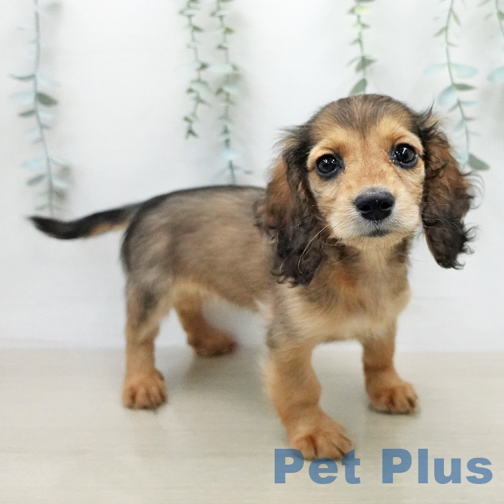 ミニチュア・ダックスフンド