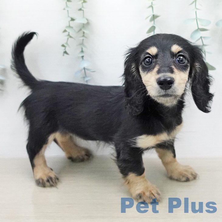 ミニチュア・ダックスフンド