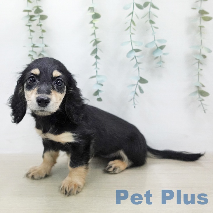 ミニチュア・ダックスフンド