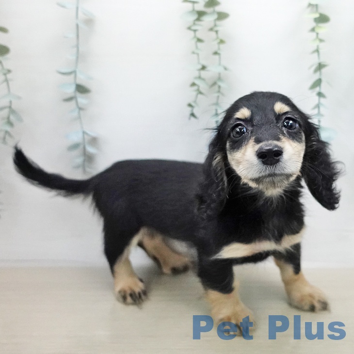 ミニチュア・ダックスフンド