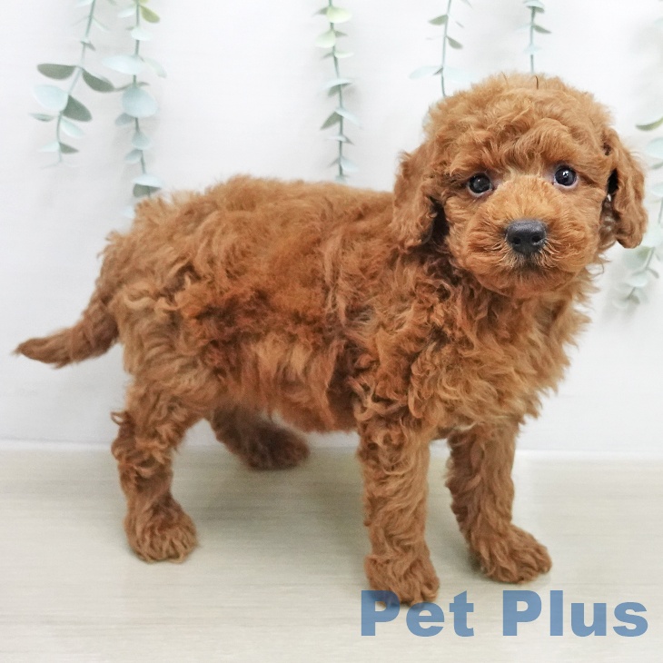 トイ・プードル