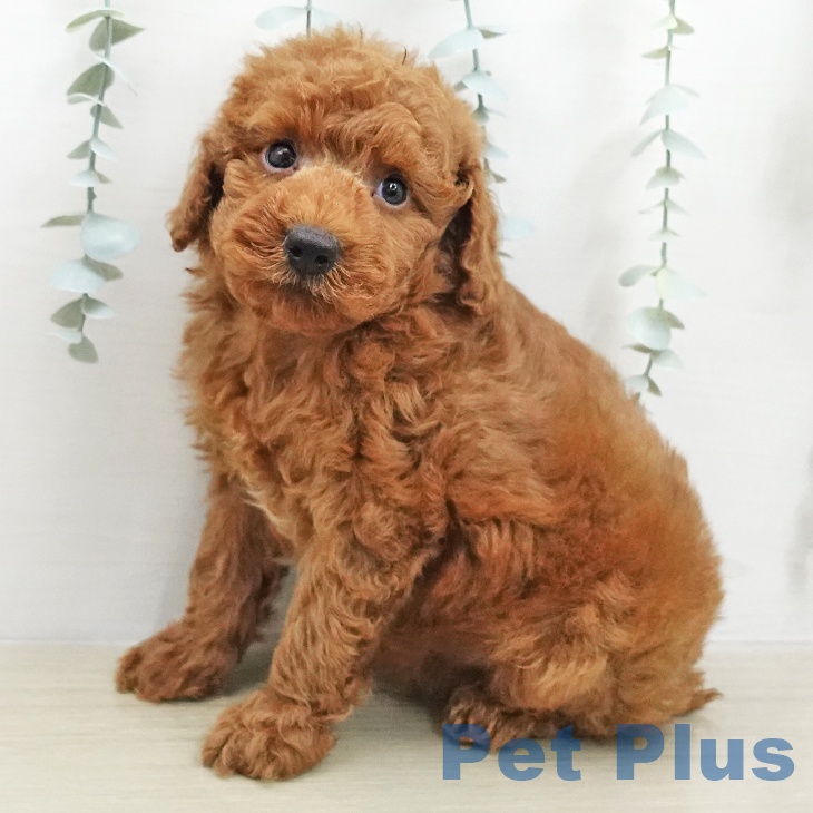 トイ・プードルの写真2