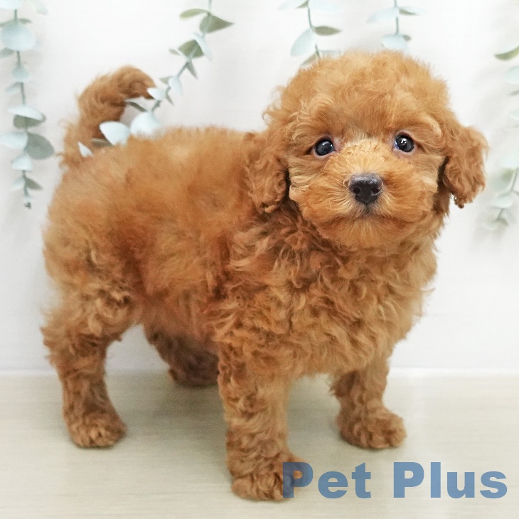 トイ・プードル