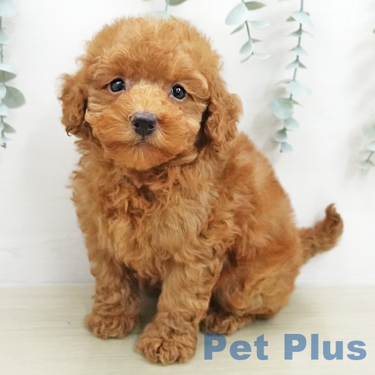 トイ・プードルの写真2