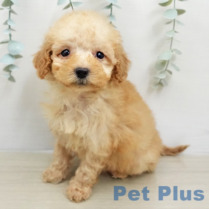 トイ・プードル