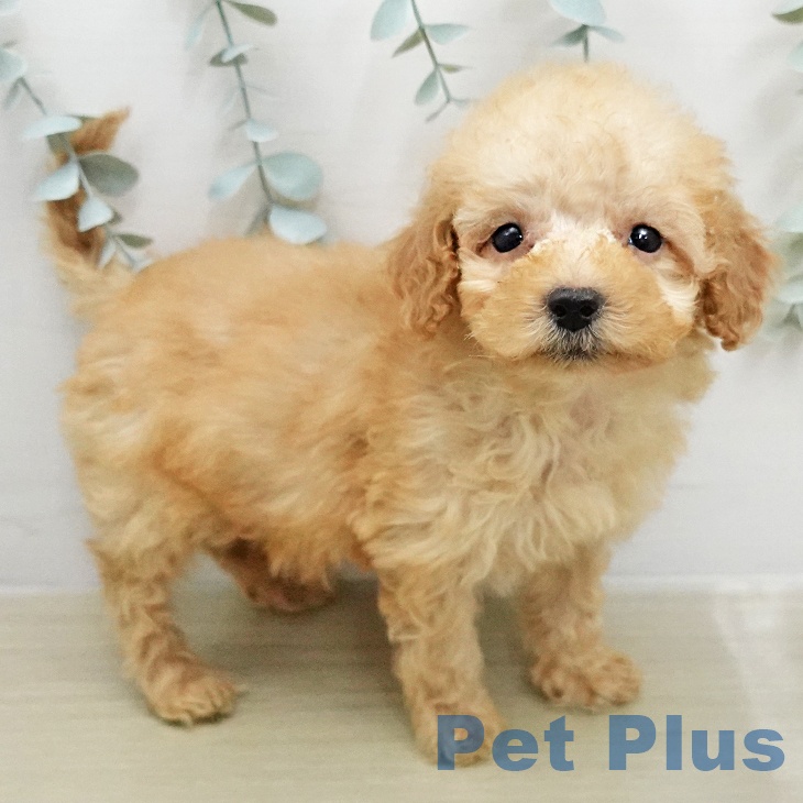 トイ・プードルの写真2