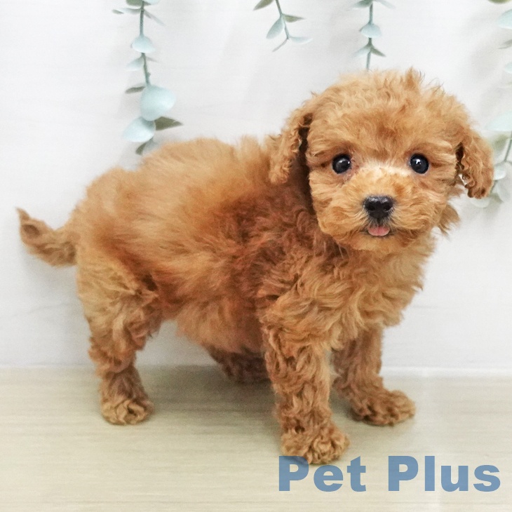 トイ・プードル