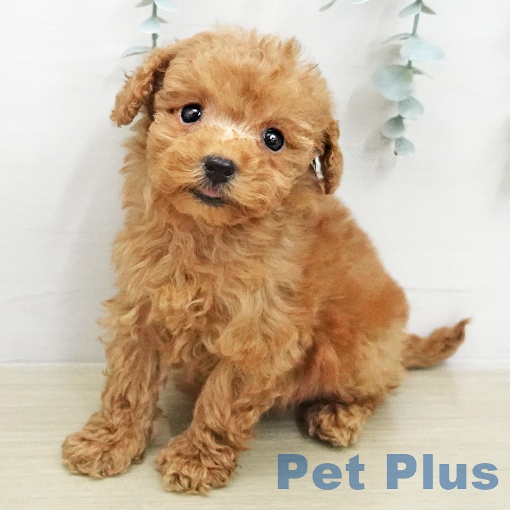 トイ・プードルの写真2