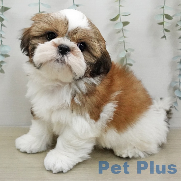 シー・ズーの写真2