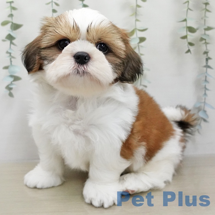 シー・ズーの写真2