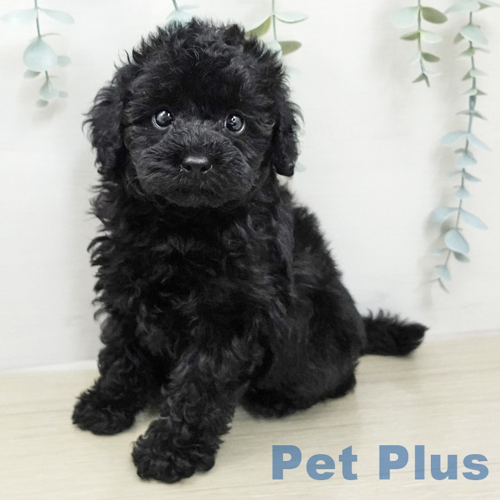 トイ・プードル