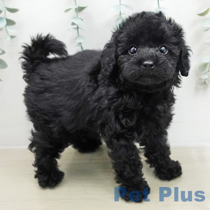 トイ・プードル