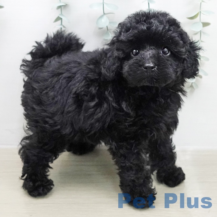 トイ・プードル