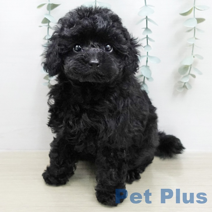 トイ・プードルの写真2