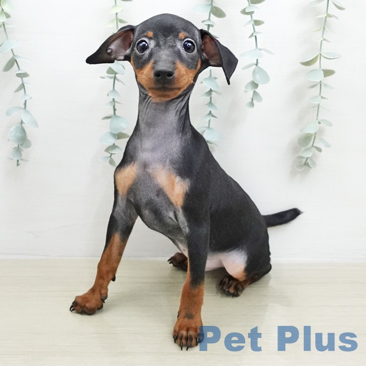 ミニチュア・ピンシャー