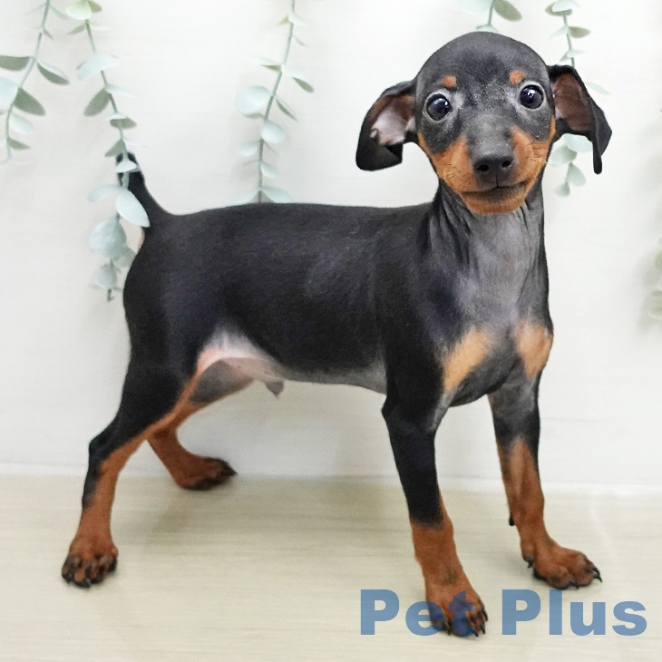 ミニチュア・ピンシャーの写真2