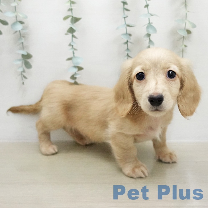 ミニチュア・ダックスフンド