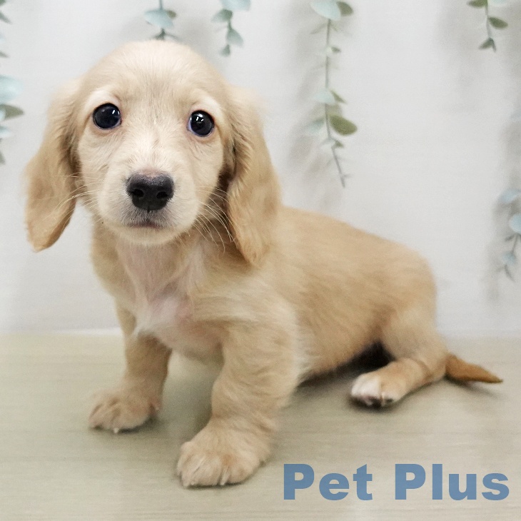 ミニチュア・ダックスフンドの写真2