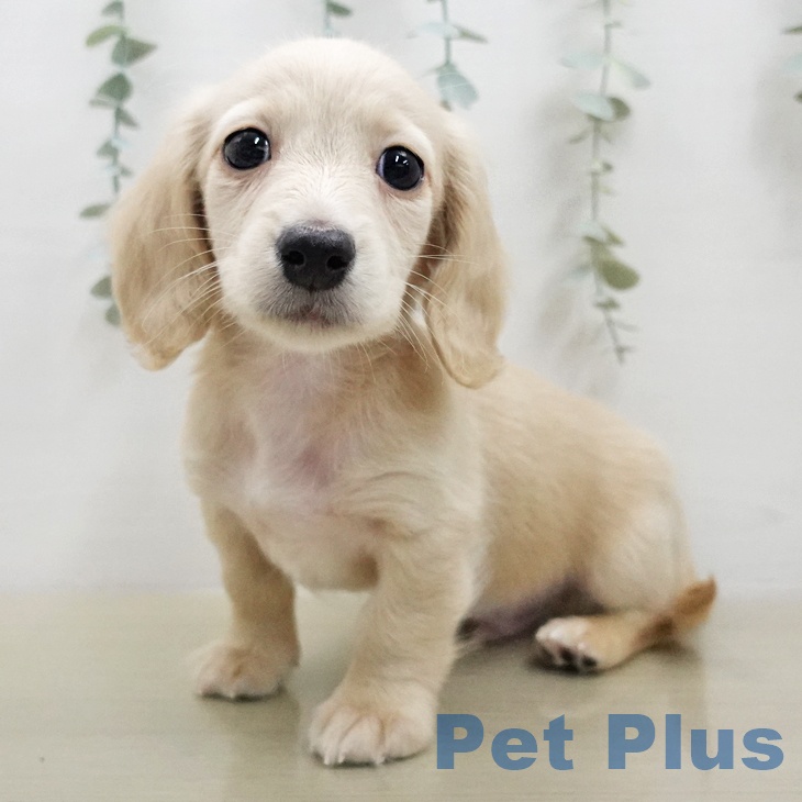 ミニチュア・ダックスフンド