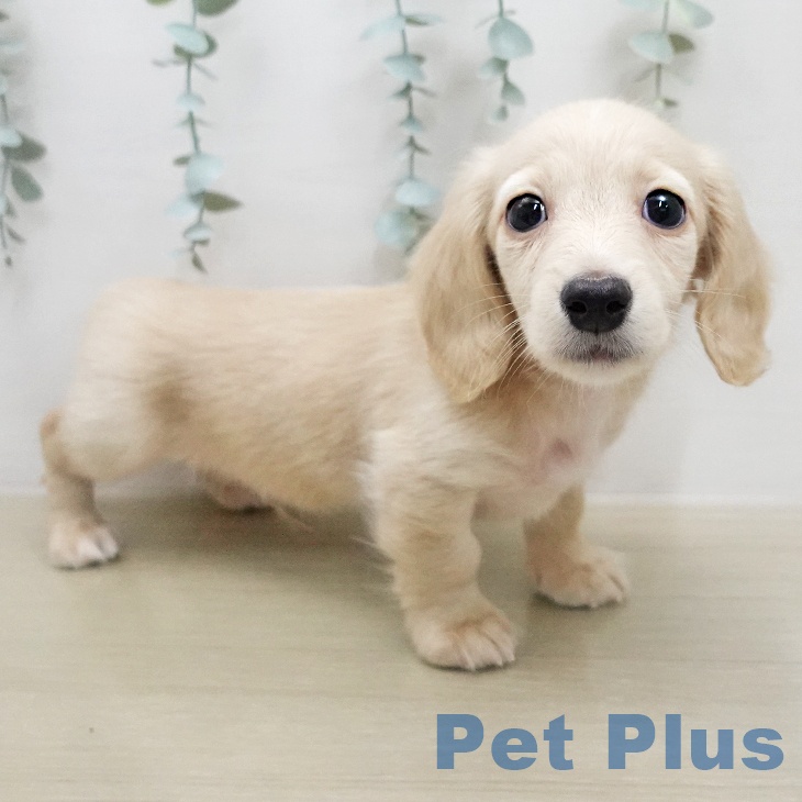 ミニチュア・ダックスフンドの写真2