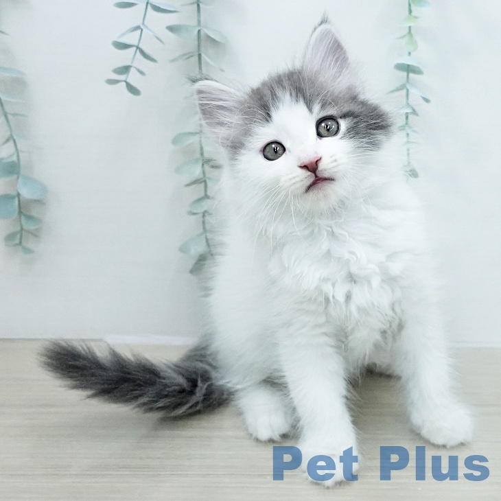 サイベリアンの写真2