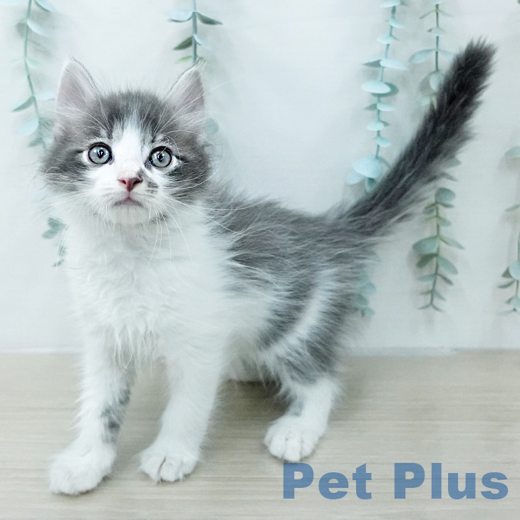 サイベリアンの写真2