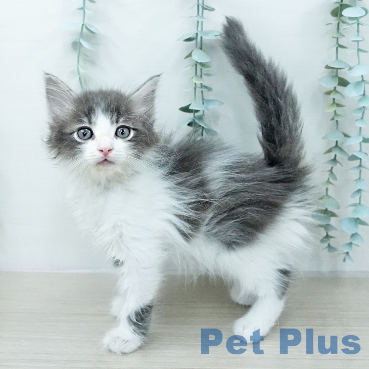 サイベリアンの写真2