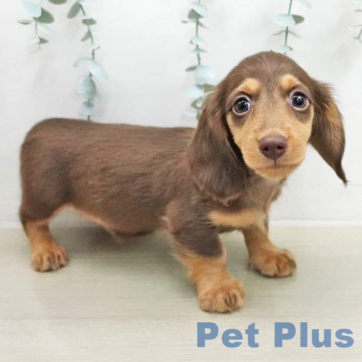 ミニチュア・ダックスフンド