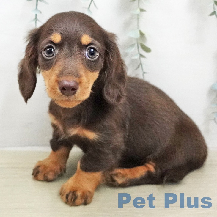 ミニチュア・ダックスフンド