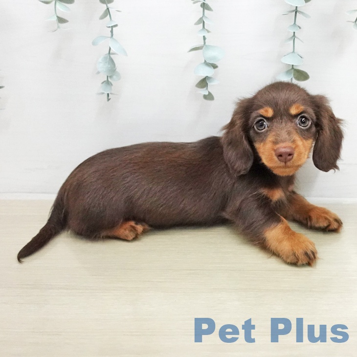 ミニチュア・ダックスフンドの写真2