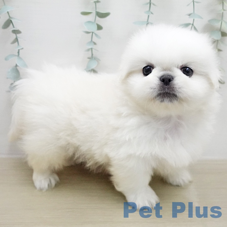 ペキニーズの写真2