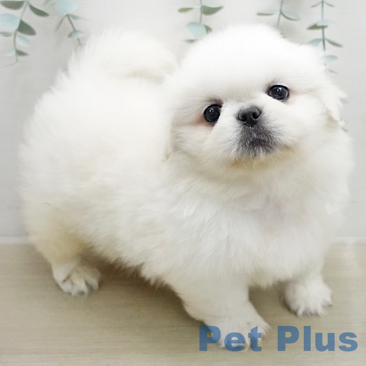 ペキニーズの写真2