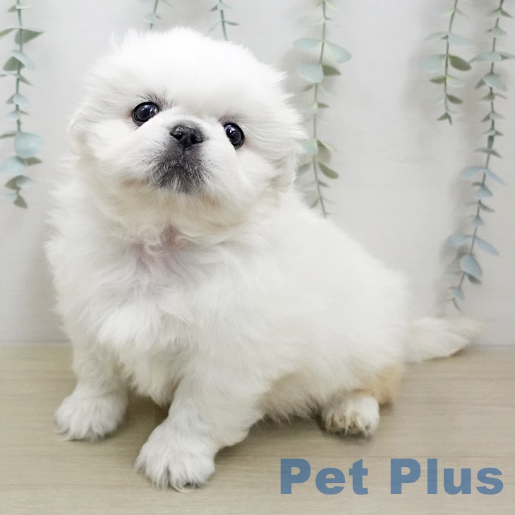 ペキニーズの写真2